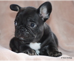 Small #2 French Bulldog