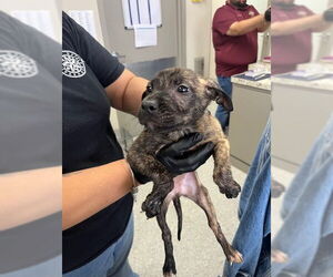 American Pit Bull Terrier-Unknown Mix Dogs for adoption in Pasadena, TX, USA