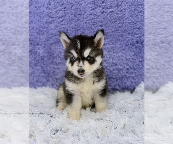Medium Photo #6 Siberian Husky Puppy For Sale in SANDY HOOK, KY, USA