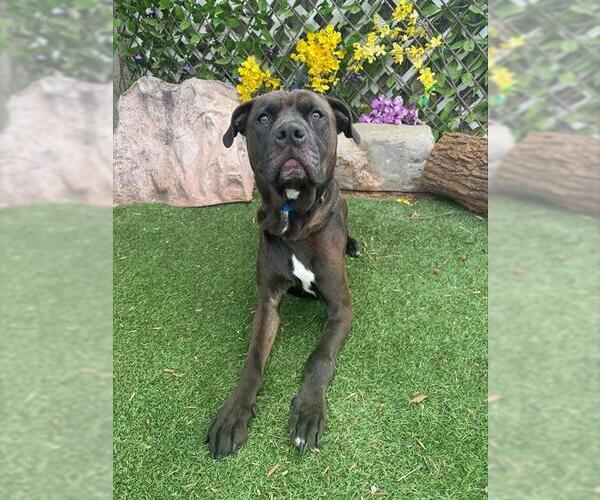 Medium Photo #1 American Pit Bull Terrier-Unknown Mix Puppy For Sale in Oklahoma City, OK, USA