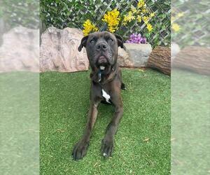 American Pit Bull Terrier-Unknown Mix Dogs for adoption in Oklahoma City, OK, USA