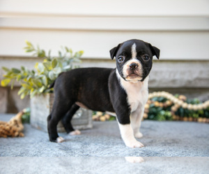 Medium Boston Terrier