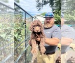 Small #5 Labradoodle mix (+ Poodle Standard)