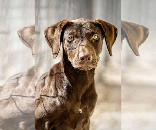 Medium Photo #1 Doberman Pinscher Puppy For Sale in Devine, TX, USA