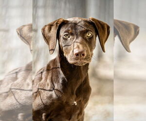 Doberman Pinscher Dogs for adoption in Devine, TX, USA