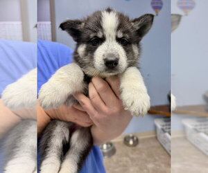 Siberian Husky Dogs for adoption in Gilberts, IL, USA