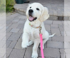 English Cream Golden Retriever Puppy for Sale in MEDFORD TOWNSHIP, New Jersey USA