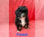 Small #5 Poodle (Miniature)
