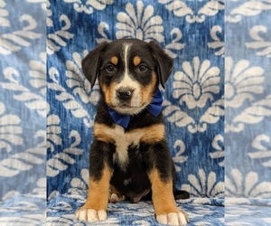 Greater Swiss Mountain Dog Puppy for sale in AIRVILLE, PA, USA