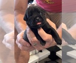 Small Photo #74 Cane Corso Puppy For Sale in REEVESVILLE, SC, USA