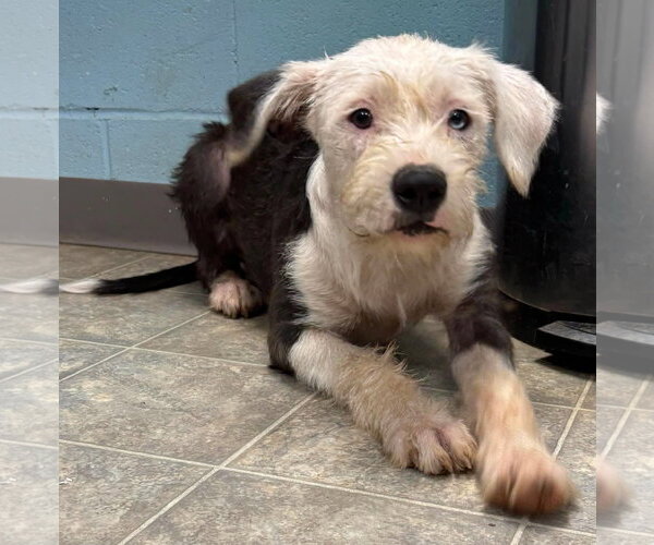 Medium Photo #3 Old English Sheepdog-Shih Tzu Mix Puppy For Sale in Rustburg, VA, USA