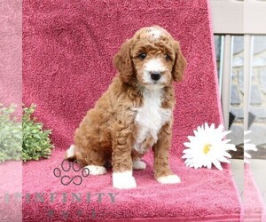 Goldendoodle (Miniature) Puppy for sale in EPHRATA, PA, USA