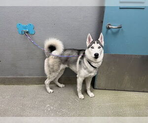 Siberian Husky-Unknown Mix Dogs for adoption in Las Vegas, NV, USA