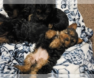 Yorkshire Terrier Puppy for sale in ODESSA, TX, USA