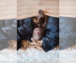 Small Photo #9 Labrador Retriever Puppy For Sale in SPRING HILL, TN, USA