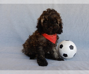 Cavapoo Puppy for sale in MILLERSBURG, OH, USA