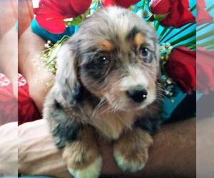 Miniature Bernedoodle Puppy for sale in NEWAYGO, MI, USA