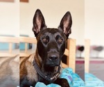 Small Photo #13 Belgian Malinois Puppy For Sale in LAS VEGAS, NV, USA