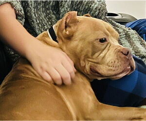 Bulldog-Unknown Mix Dogs for adoption in Germantown, OH, USA