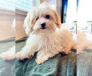 Maltese-Unknown Mix Dogs for adoption in Corona, CA, USA