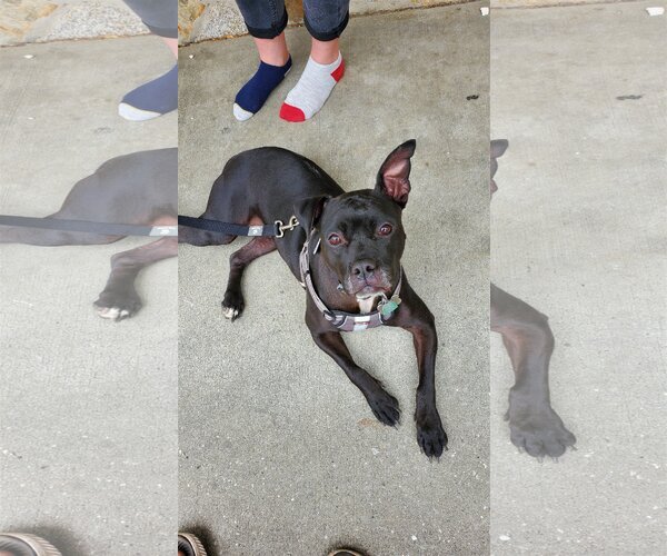 Medium Photo #1 American Pit Bull Terrier-Labrador Retriever Mix Puppy For Sale in COLUMBIA, MD, USA