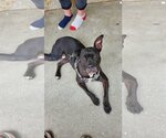 Small American Pit Bull Terrier-Labrador Retriever Mix
