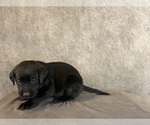 Small #4 Labrador Retriever