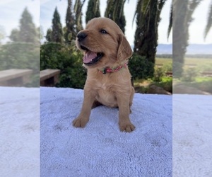 Golden Retriever Puppy for sale in GREENFIELD, CA, USA
