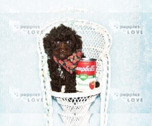 Medium Photo #14 Poodle (Toy) Puppy For Sale in SANGER, TX, USA