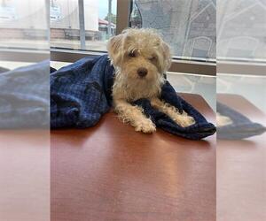 Poodle (Miniature) Dogs for adoption in San Antonio, TX, USA