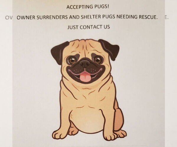 Medium Photo #1 Pug Puppy For Sale in Summerfield, NC, USA