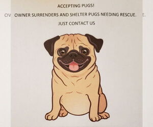 Pug Dogs for adoption in Summerfield, NC, USA