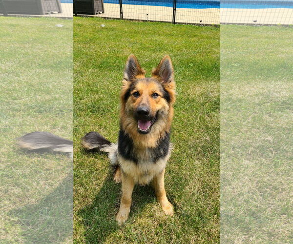 Medium Photo #3 German Shepherd Dog-Unknown Mix Puppy For Sale in Columbus, IN, USA