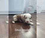 Puppy Zeus Miniature Australian Shepherd