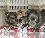 Small Photo #6 Shiranian Puppy For Sale in DINWIDDIE, VA, USA