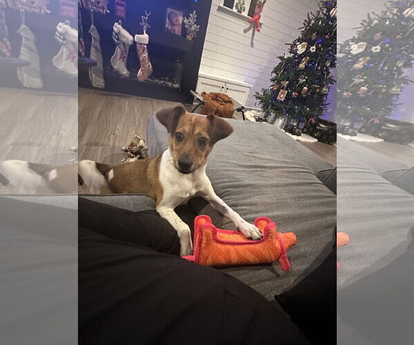 Medium Photo #2 Jack Russell Terrier-Unknown Mix Puppy For Sale in Holly Springs, NC, USA