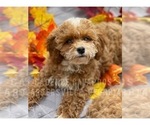 Puppy 2 Cavapoo-Poodle (Toy) Mix