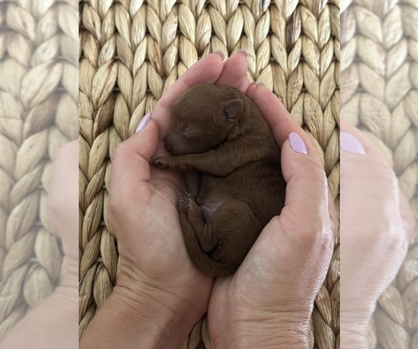 Medium Photo #2 Poodle (Toy) Puppy For Sale in PUNTA GORDA, FL, USA