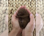 Small #1 Poodle (Toy)