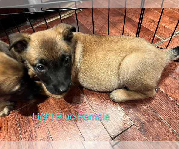 Medium Photo #14 Belgian Malinois Puppy For Sale in HOUSTON, TX, USA