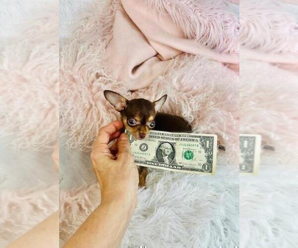 Medium Photo #13 Chihuahua Puppy For Sale in TAMPA, FL, USA