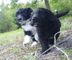 Aussiedoodle Miniature  Puppy for sale in CONWAY, SC, USA