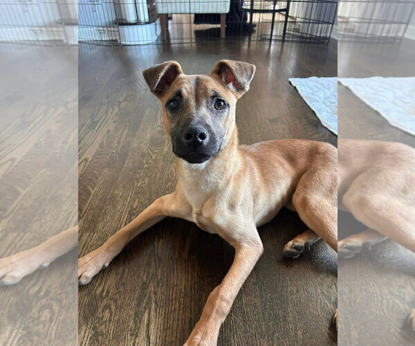 Medium Photo #1 Black Mouth Cur-Unknown Mix Puppy For Sale in GILBERTS, IL, USA