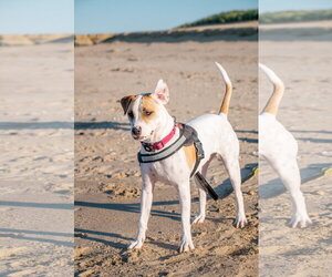 Apache - Little Trooper - Male Bull Terrier-Pointer Mix Dog for Adoption - Photo #2