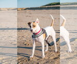 Small Photo #2 Bull Terrier-Pointer Mix Puppy For Sale in Oakhurst, NJ, USA