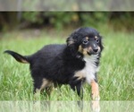 Small #3 Miniature Australian Shepherd