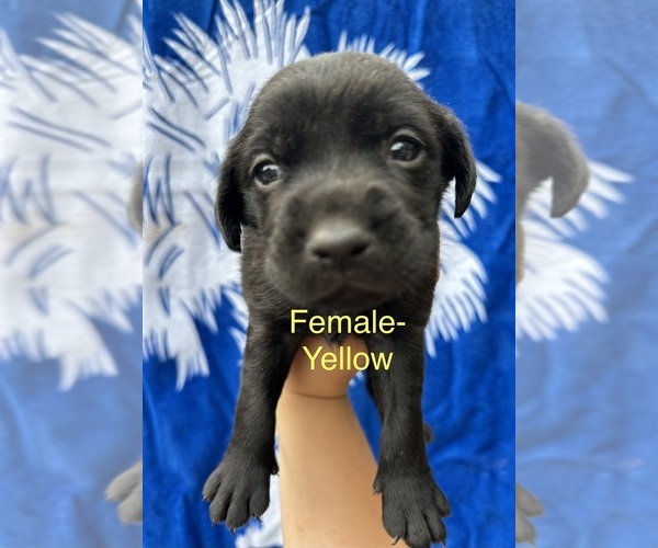 Medium Photo #2 Labrador Retriever Puppy For Sale in GREENVILLE, SC, USA