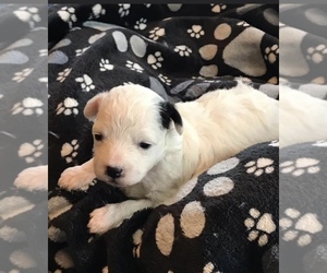 Poochon Puppy for sale in DIXON, MO, USA