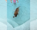 Small #4 Labrador Retriever