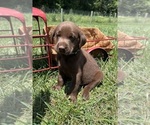 Small #4 Labrador Retriever